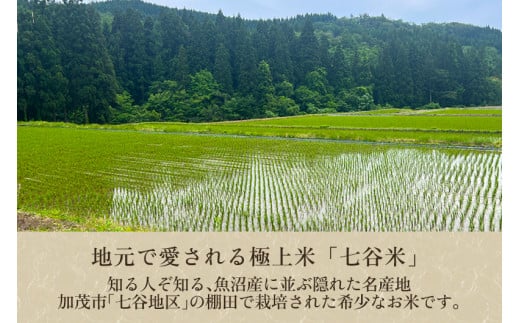 【令和6年産新米先行予約】【定期便3回毎月お届け】七谷産 棚田米 コシヒカリ 精米 12kg（5kg×2＋2kg×1）白米 加茂有機米生産組合 新潟県 加茂市産 白米 米 お米 定期便