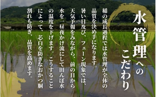 令和6年産【お米ソムリエのお米】新之助 精米 10kg（5kg×2袋）五泉市四ヶ村産 米 お米 新潟県 五泉市 エバーグリーン農場