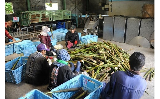 【2025年お届け】大名筍 3kg ( 約11本 ) ( 竹島産 )