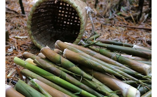 【2025年お届け】大名筍 3kg ( 約11本 ) ( 竹島産 )