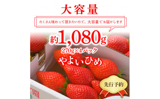 《先行予約》4月より順次発送※ いちご「 やよいひめ 」約270g×4パック 群馬県 千代田町 大粒 完熟収穫 大容量 とれたて 新鮮 送料 無料 数量 限定 甘い 豊かな 香り 贅沢 ご褒美 イチゴ ストロベリー 贈答 贈り物 ギフト プレゼント 家族 で 楽しむ フルーツ