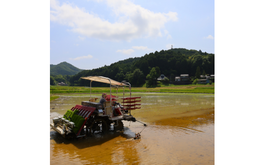 【定期便3回】【令和6年産】新米 減農薬ミルキークイーン 玄米 5kg 毎月お届け 3ヶ月【 定期便 米 ミルキークイーン 5キロ 5kg 玄米 こめ コメ お米 おこめ 減農薬 低農薬 農家直送 綾部 京都 森本ファーム 】