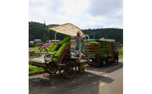 【定期便3回】【令和6年産】新米 減農薬ミルキークイーン 玄米 5kg 毎月お届け 3ヶ月【 定期便 米 ミルキークイーン 5キロ 5kg 玄米 こめ コメ お米 おこめ 減農薬 低農薬 農家直送 綾部 京都 森本ファーム 】