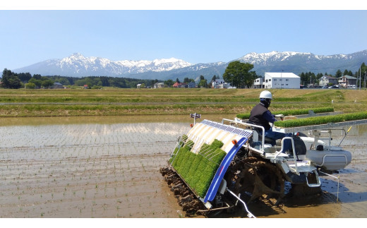 令和6年産【定期便：隔月】新潟県 妙高やしろ米 コシヒカリ20kg(５㎏×4回)