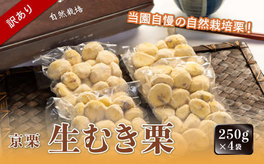 《2024年12月発送》【訳あり】京栗生むき栗1kg（250g×4袋） 京都 綾部 丹波栗 自然栽培 京都府産 農家直送 国産 わけあり 訳アリ 無農薬 果物 フルーツ くり 栗