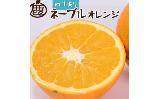 ＜2月より発送＞家庭用 ネーブルオレンジ3kg+90g（傷み補償分）【訳あり・わけあり】【光センサー選別】【IKE41】