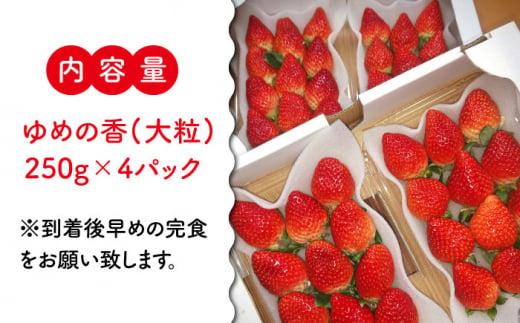 【12月23日お届け クリスマス用】＜大粒＞いちご ゆめの香 約1kg（250g×4パック）長崎県/わたる農園 [42AABB006]