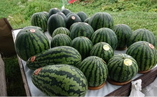 北海道厚沢部産 たて長スイカ1個 約5.5kg～約7kg（9月中旬からの発送） ふるさと納税 人気 おすすめ ランキング スイカ すいか 西瓜 おいしい 甘い 北海道 厚沢部 送料無料 ASO027