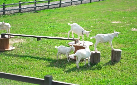 ボンボンショコラ　ラフィーユ　4ケ入×2箱