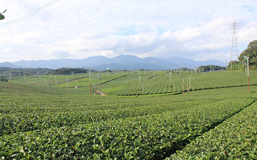 【数量限定】急須で飲むこだわりの亀山茶 亀山市/三重茶農業協同組合 伊勢茶 セット 送料無料 [AMAG005]