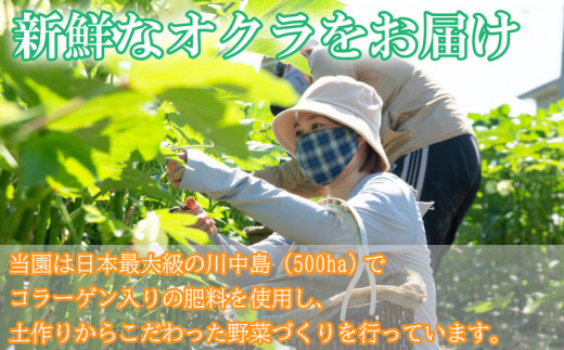 野菜 オクラ 2kg以上 (約70g×30) やさい 夏野菜 こだわり栽培 国産 サラダ 天ぷら 味噌汁 スープ 美容 健康 おかず おつまみ 惣菜 弁当 日用 お取り寄せ グルメ 送料無料 徳島県 阿波市 須見商店