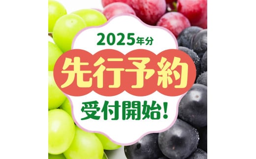 2025年 発送 先行予約 ナガノパープル 約2kg | ナガノパープル ぶどう 葡萄 皮ごと 種なし 高糖度 フルーツ 果物 特産品 オリジナル 品種 産地直送 千曲市 長野県 信州 先行予約