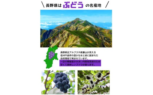 2025年 発送 先行予約 ナガノパープル 約2kg | ナガノパープル ぶどう 葡萄 皮ごと 種なし 高糖度 フルーツ 果物 特産品 オリジナル 品種 産地直送 千曲市 長野県 信州 先行予約