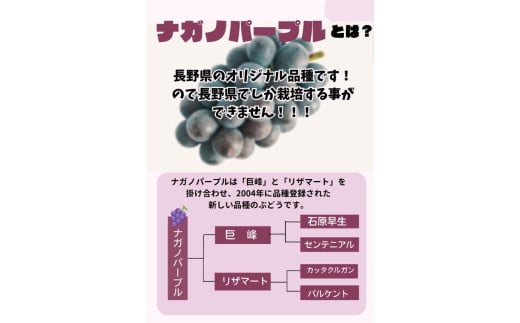 2025年 発送 先行予約 ナガノパープル 約2kg | ナガノパープル ぶどう 葡萄 皮ごと 種なし 高糖度 フルーツ 果物 特産品 オリジナル 品種 産地直送 千曲市 長野県 信州 先行予約