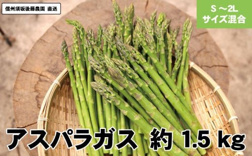 [No.5657-2469]【新鮮!!】旬のアスパラガス約1.5kg（S～2Lサイズ）《信州須坂後藤農園》■2024年発送■※3月下旬頃～5月下旬頃まで順次発送予定