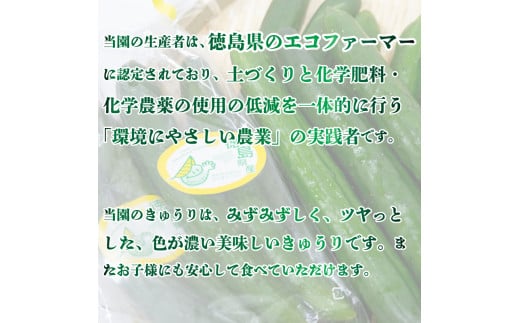 野菜 きゅうり 約 1kg 朝採れ エコファーマー サラダ 漬物 浅漬 小分け 夏野菜 ヘルシー 副菜 産地直送 阿波市 徳島県