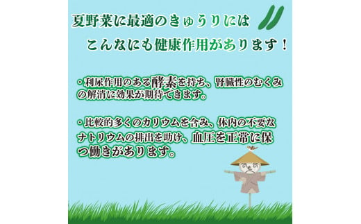 野菜 きゅうり 約 1kg 朝採れ エコファーマー サラダ 漬物 浅漬 小分け 夏野菜 ヘルシー 副菜 産地直送 阿波市 徳島県