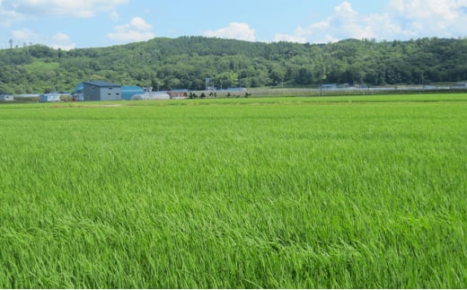 北海道赤平産 ななつぼし 5kg 【12回お届け】 精米 米 北海道 定期便