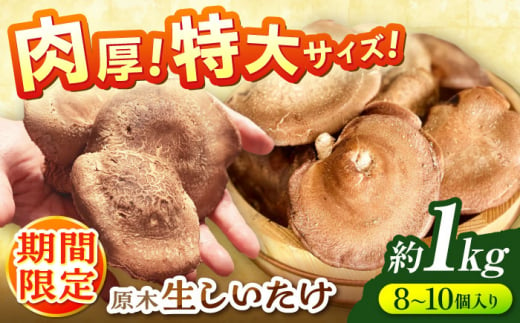 肉厚 人気 おいしい シイタケ しいたけ