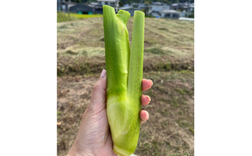 ＜大阪千早赤坂村産＞まこもだけ約3Kg　秋の味覚(旬)を直送します。【1435023】