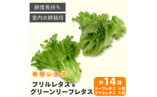 野菜 詰め合わせ セット レタス 計14個 サラダ グリーンリーフレタス 6個 フリルレタス 8個 水耕栽培  LED 栽培 低菌 野菜 丸ごと ベジタブル 副菜 常備菜 サラダ ヴィーガン ヘルシー  幸せレタス