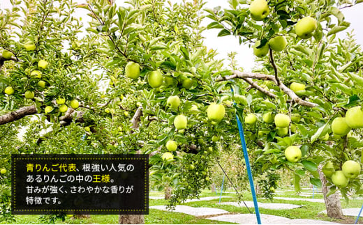 【1月発送】きくち林檎農園りんごっこ 家庭用 大玉 王林 訳あり 約10kg