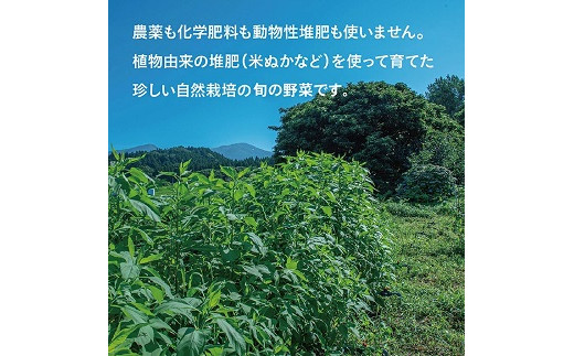 830R06　【自然栽培】『まえむき。』の、自然と一緒に育てた旬のおまかせ野菜セット8〜9種類