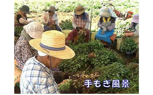 【冷凍】千葉県八街市産 塩ゆで落花生「ナカテユタカ」450g×3袋