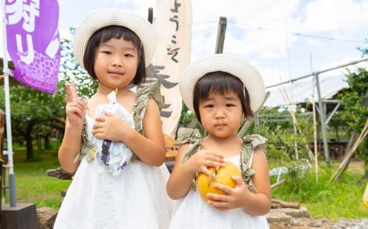 【先行予約】春光園 新興梨 6玉から10玉 2025年10月上旬から10月中旬 出荷予定