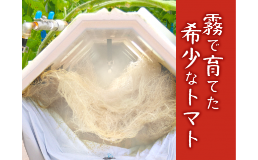 11月末～12月発送予約【霧で育てた濃厚な味】霧のトマト 200ｇ×12パック(18-14)