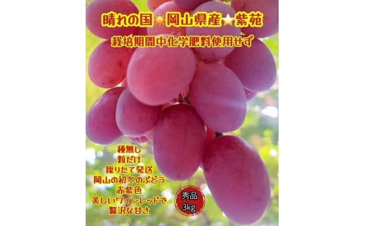 ぶどう 2025年 先行予約 紫苑 秀品 粒だけ 約3kg 岡山 国産 果物 フルーツ  2025年10月上旬から発送