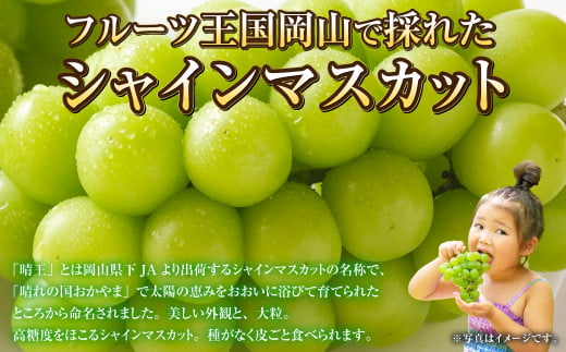 シャインマスカット 晴王 約1kg（500g×2房） ご家庭用 岡山県産 【2024年8月下旬～11月下旬迄発送予定】