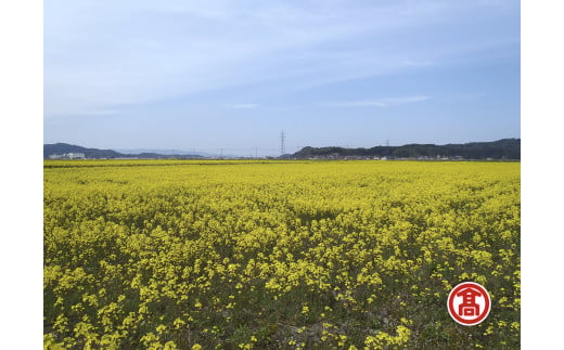 安来産菜種100％なたね油　2本セット　［髙島屋選定品］【調味料 菜種 なたね 一番搾り】