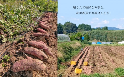 さつまいも 紅はるか  10kg | 熊本県 熊本 くまもと 和水町 なごみ いも イモ 芋 サツマイモ 紅はるか 10kg 甘藷