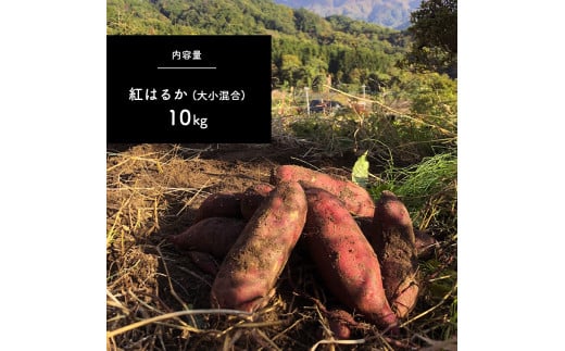 さつまいも 紅はるか  10kg | 熊本県 熊本 くまもと 和水町 なごみ いも イモ 芋 サツマイモ 紅はるか 10kg 甘藷