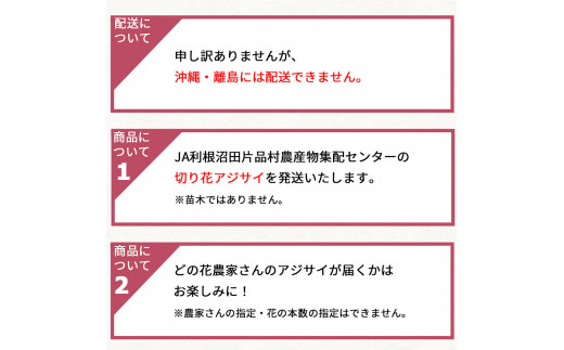 【９月上旬より発送予定】片品村　アジサイ（紫陽花）　アナベル　切り花