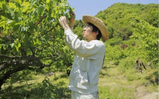 皮ごとすももシロップ 1本 (250ml)【フルーツ シロップ すもも スモモ 香川県 さぬき市】