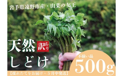 遠野産天然しどけ500ｇ【訳アリ・不揃い品】