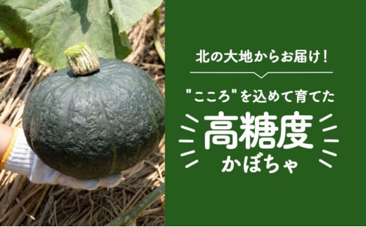 北海道 月形町産 かぼちゃ 北のこころ 5～6個 約10kg 1箱 南瓜 カボチャ 野菜 旬 ホクホク 甘い パンプキン ハロウィン お取り寄せ 自家用 煮物 天ぷら 産地直送 月形農業協同組合 送料無料 月形 [№5783-0320]