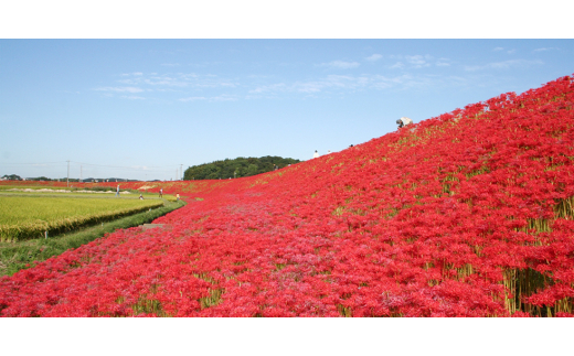 竹内養蜂の蜂蜜3種(みかん・くろがねもち・百花) 各550g 瓶【1302254】