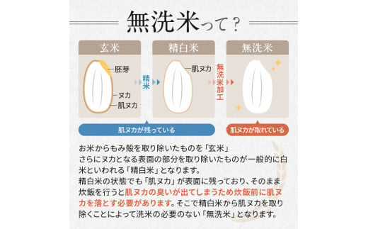 信州米 こしひかり 無洗米 5kg 長野県産 | 米 コシヒカリ 無洗米 精米 お米 信州米  5kg × 1袋 合計5kg 特産品 千曲市 長野県 信州