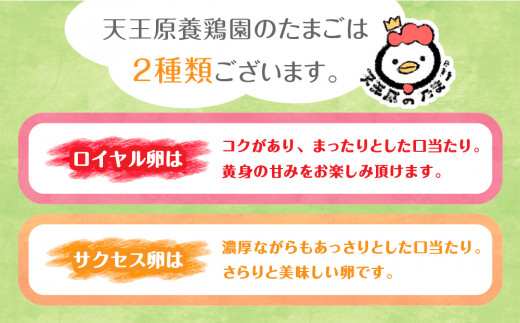 【定期便】6回定期 【天王原のたまご】 サクセス卵50個/ロイヤル卵50個【定期便 6回定期便 セット たまご 卵 玉子 タマゴ 濃厚  ハリ 弾力 ボリューム 甘味 旨味 卵黄 風味 生 コク 甘味 卵かけご飯 卵焼き 目玉焼き オムレツ 茶碗蒸し お菓子作り パンの材料】