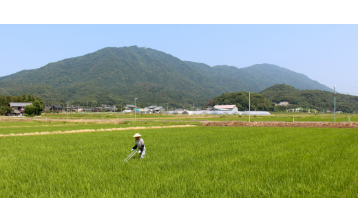 ぷちぷち食感がたまらない「発芽玄米餅」　8袋　新潟県弥彦村産「こがねもち」100%使用【1554476】