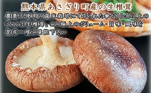 【2024年11月～順次発送】熊本県あさぎり町産 生しいたけ 特大サイズ約1kg(約12個前後)