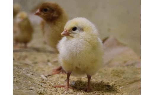 [平飼い卵食べ比べ合計30個×3か月連続定期便] 平飼い有精卵あかり・平飼い卵いろは 各15個｜矢板市産 こだわり卵 たまご 玉子 生卵 鶏卵 [0435]