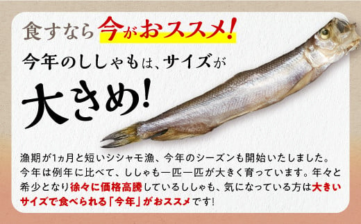 しらぬか産 本ししゃも 30尾 オスメス 各15尾 ししゃも シシャモ 子持ちししゃも 卵 魚卵 魚 魚介 国産 北海道 北海道産 ふるさと納税