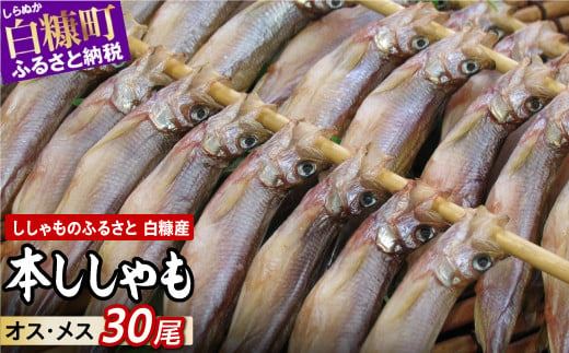 しらぬか産 本ししゃも 30尾 オスメス 各15尾 ししゃも シシャモ 子持ちししゃも 卵 魚卵 魚 魚介 国産 北海道 北海道産 ふるさと納税