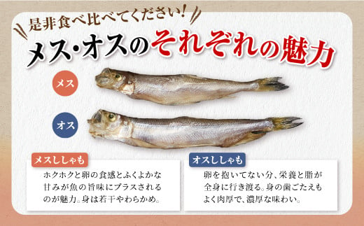 しらぬか産 本ししゃも 30尾 オスメス 各15尾 ししゃも シシャモ 子持ちししゃも 卵 魚卵 魚 魚介 国産 北海道 北海道産 ふるさと納税