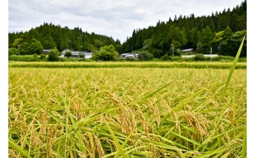 環境に配慮した特別栽培米を定期便で 【定期便】能登棚田米こしひかり　5kg×6ヶ月