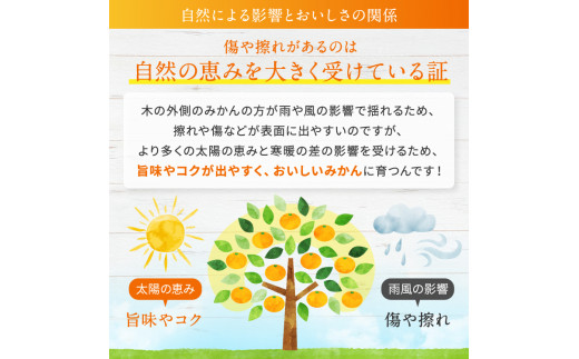 訳あり くまもと みかん 約 10kg 【 10月 ～ 11月上旬頃 発送 】 | 果物 みかん くだもの みかん フルーツ みかん 柑橘 みかん 柑橘類 みかん ミカン 家庭用 みかん 熊本県 みかん 玉名市 みかん